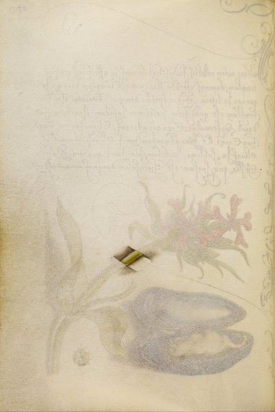 マルタ十字架のトロンペ・ルイユ幹 作： Joris Hoefnagel